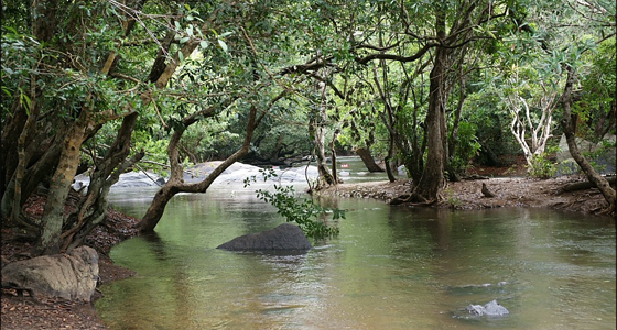 Wayanad-Coorg Students Tour Package