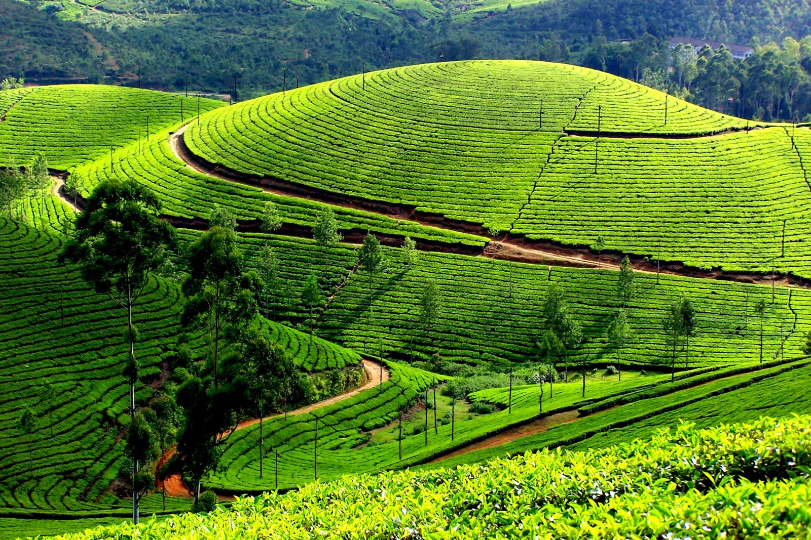 Cochin – Munnar Students Tour Package